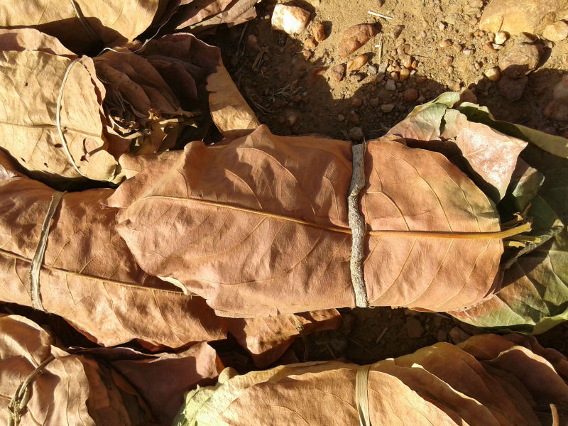 Dried Tendu Leaves