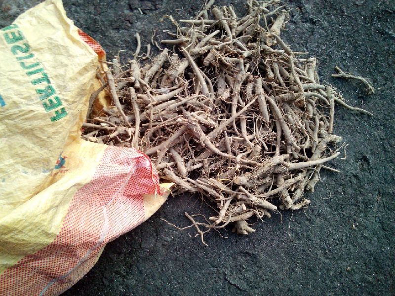 Ashwagandha Roots, for Herbal Products, Medicine, Style : Dried