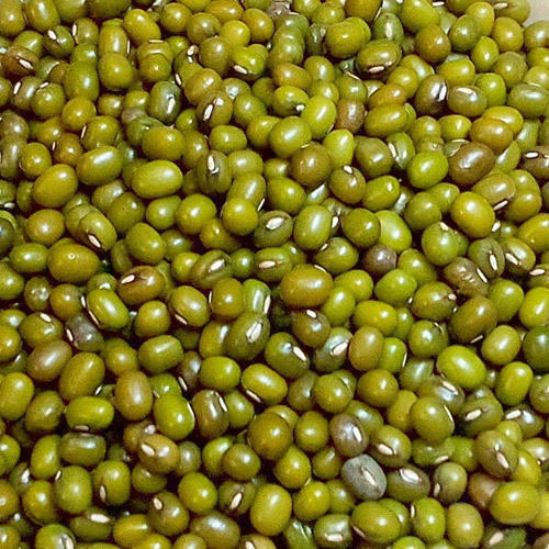 Organic Whole Green Moong Dal, Packaging Type : Plastic Packets, PP Bags