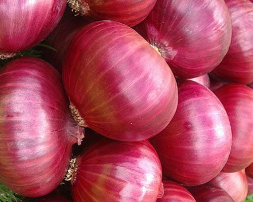 Fresh red onions, Packaging Size : 50kg
