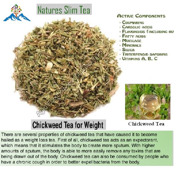 Chickweed Tea at Rs 500 / Kilogram in Srinagar | Agro Food Processing ...