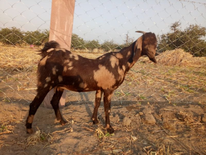 Sirohi Female Goat For Home