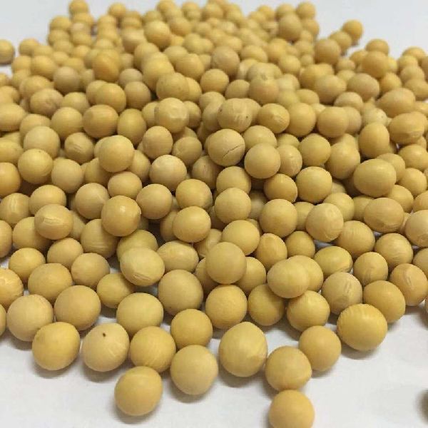 NON-GMO Soya Beans Soybeans
