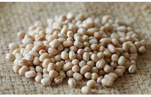 Common Whole Urad Dal, Packaging Type : Jute Bags, Plastic Packets