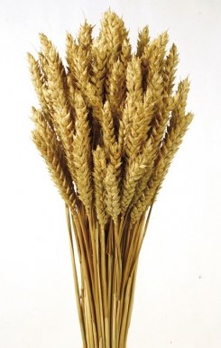 Dried Wheat Grass