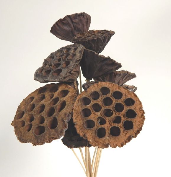 Lotus Pods, for Decoration, Style : Natural