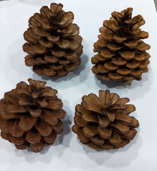 Dried Pinecone