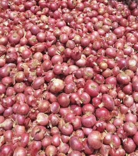 Organic Fresh Nashik Onion, Shelf Life : 15days