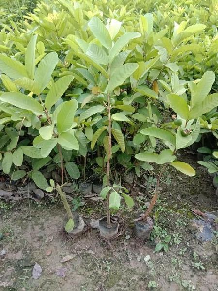 G Vilas Guava Plants