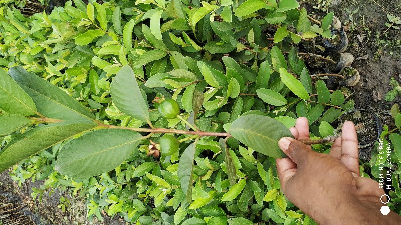Thai 7 guava plant