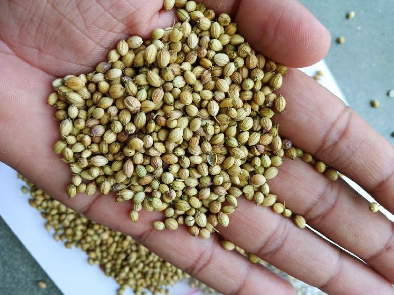 Common dhaniya seeds, Purity : 99%