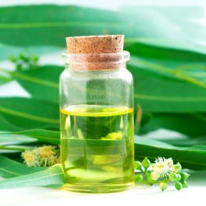 Eucalyptus oil, Shelf Life : 1Year