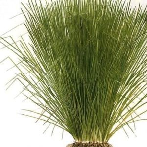 vetiver oil