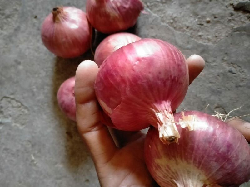 GMO fresh red onion, for Cooking, Enhance The Flavour, Human Consumption, Style : Dried
