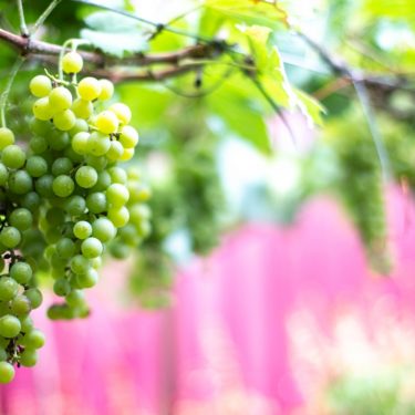 Green grapes, for Human Consumption, Certification : APEDA