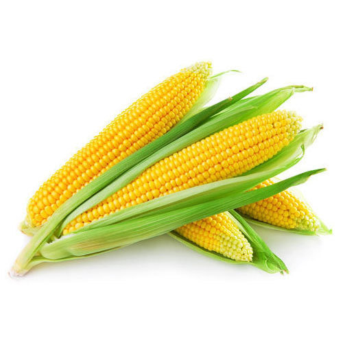 Common Natural Maize Seeds, for Animal Feed, Human Consuption, Color : Yellow
