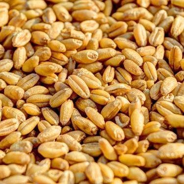 Natural Wheat Seeds