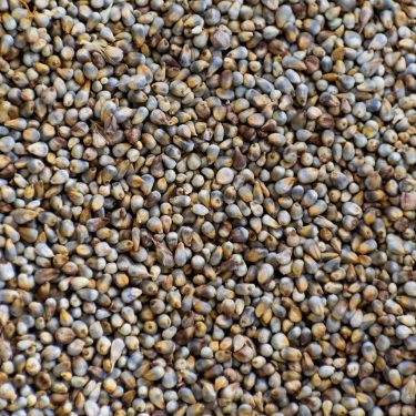 Pearl Millet Seeds