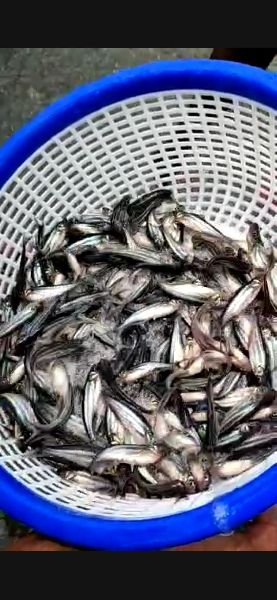 pangus fish Buy pangus fish for best price at INR 3 / 0 ( Approx ) in ...
