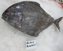 Frozen Black Pomfret Fish, for Human Consumption, Style : Preserved