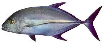 Frozen Bluefin Trevally Fish