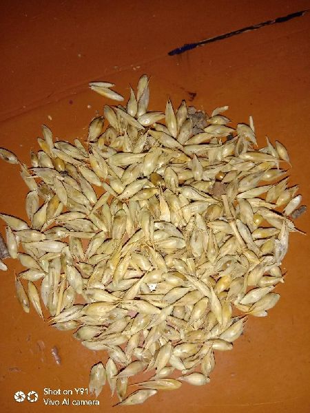 Organic Balcooa Bamboo Seeds, for Agriculture, Style : Dried