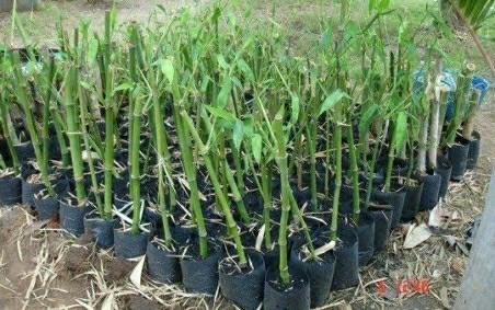 Tulda Bamboo Plants, for Plantation, Color : Green