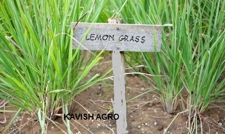 Lemongrass (Organic & conventional)