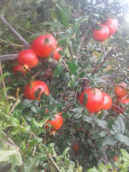 Common Fresh Pomegranates, for Making Juice, Making Syrups., Variety : Bhagava
