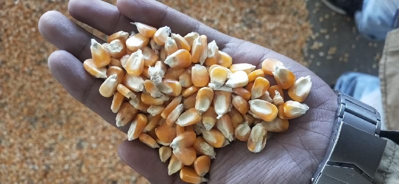 Maize, for Animal Food, Cattle Feed, Human Food, Making Popcorn, Style : Dried