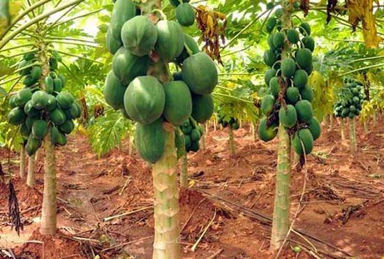 786 Red Lady Papaya plant and Seeds -Fruit and Forestry