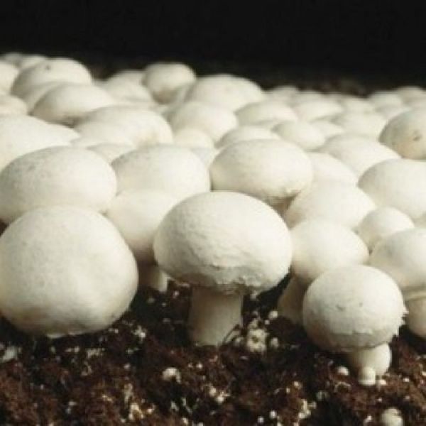 BANDHUJA Button Mushroom Spawn