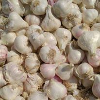 GMO Garlic, for Cooking, Taste : Salty