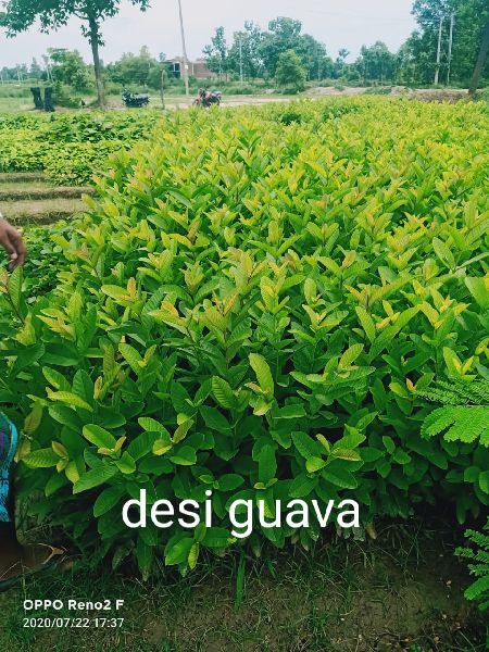 Desi Guava Plants