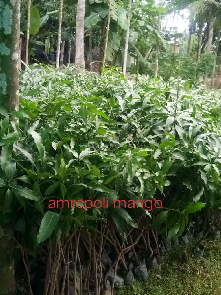 Amropoli Mango Plant, Size : Large, Medium, Small