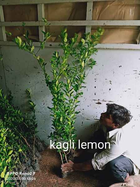 Kagli Lemon Plant