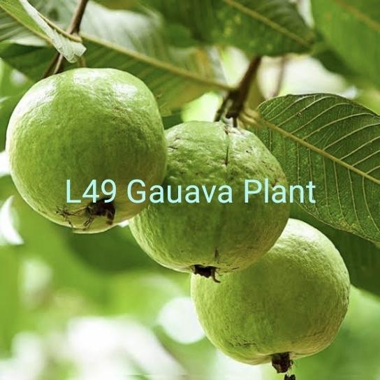 Guava tree and illustration hires stock photography and images  Alamy