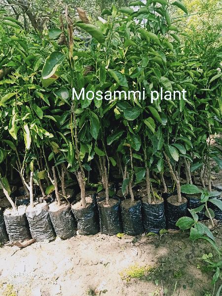 Mosammi Plant