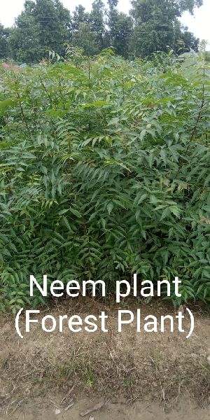 Organic Natural Neem Plant, for Indoor Use, Nursery Use, Outdoor Use, Packaging Type : Plastic Bag