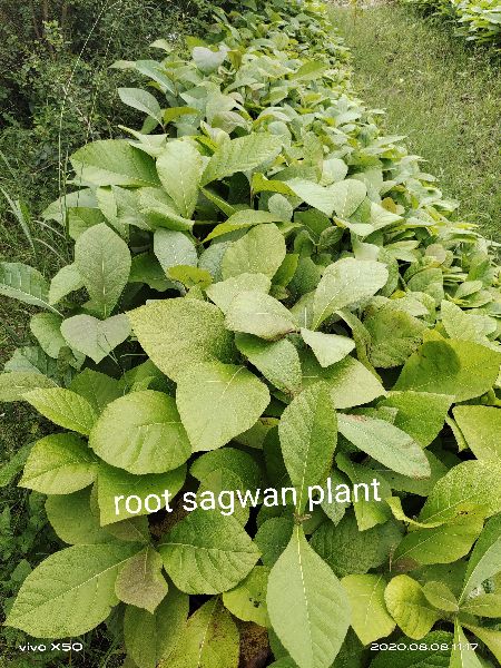 Root Sagwan Plant, Color : Green