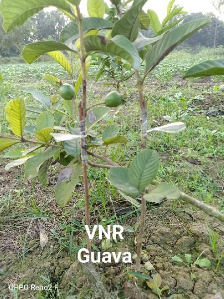Organic VNR Guava Plant, for Farming, Jams, Feature : Easy Storage, Fresh