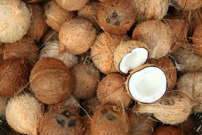 semi husked coconuts