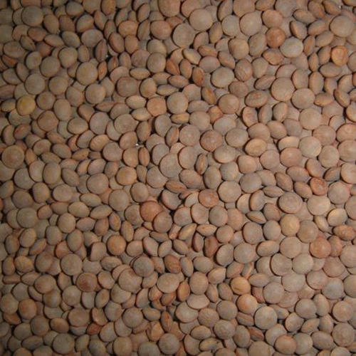 Black Masoor Dal, Feature : Easy To Cook, Healthy To Eat