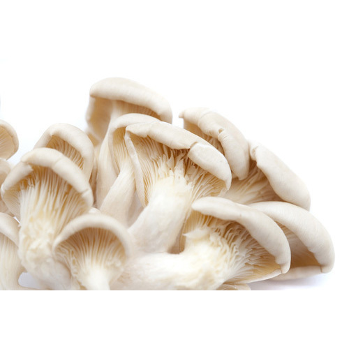 Fresh Spawn Mushroom