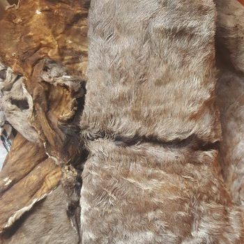 Dry Salted Donkey Hides