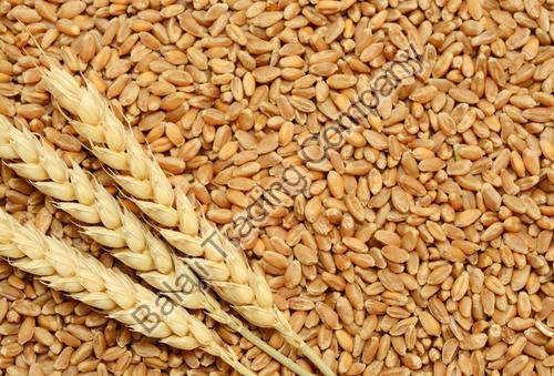 Organic Wheat Seeds, for Beverage, Flour, Food, Packaging Type : Jute Bags