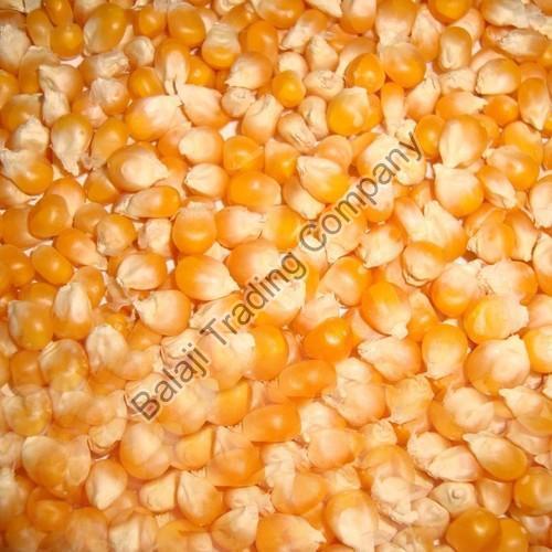 Organic Yellow Corn Seeds, for Animal Feed, Bio-fuel Application, Human Food, Packaging Type : Jute Bags