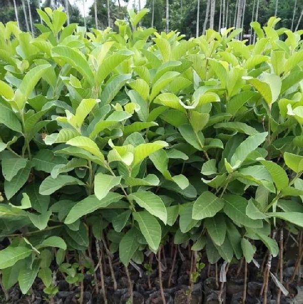 guava plants
