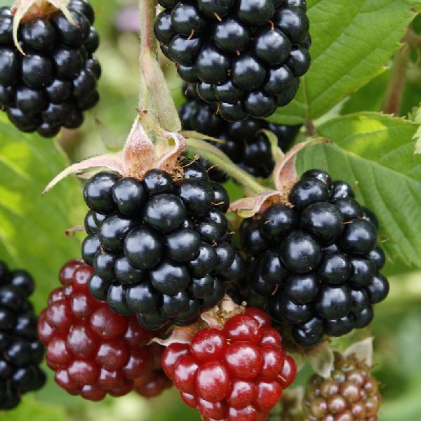 fresh-blackberry-wholesale-suppliers-in-coimbatore-tamil-nadu-india-by