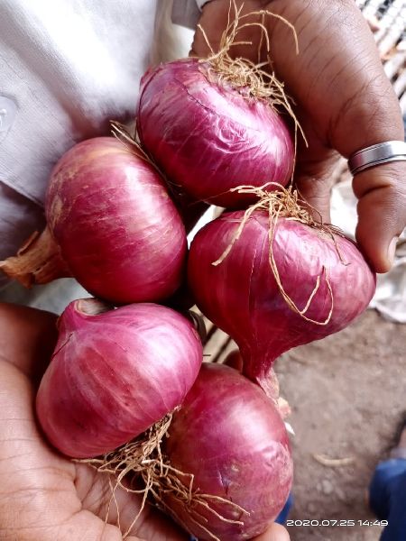 red onion